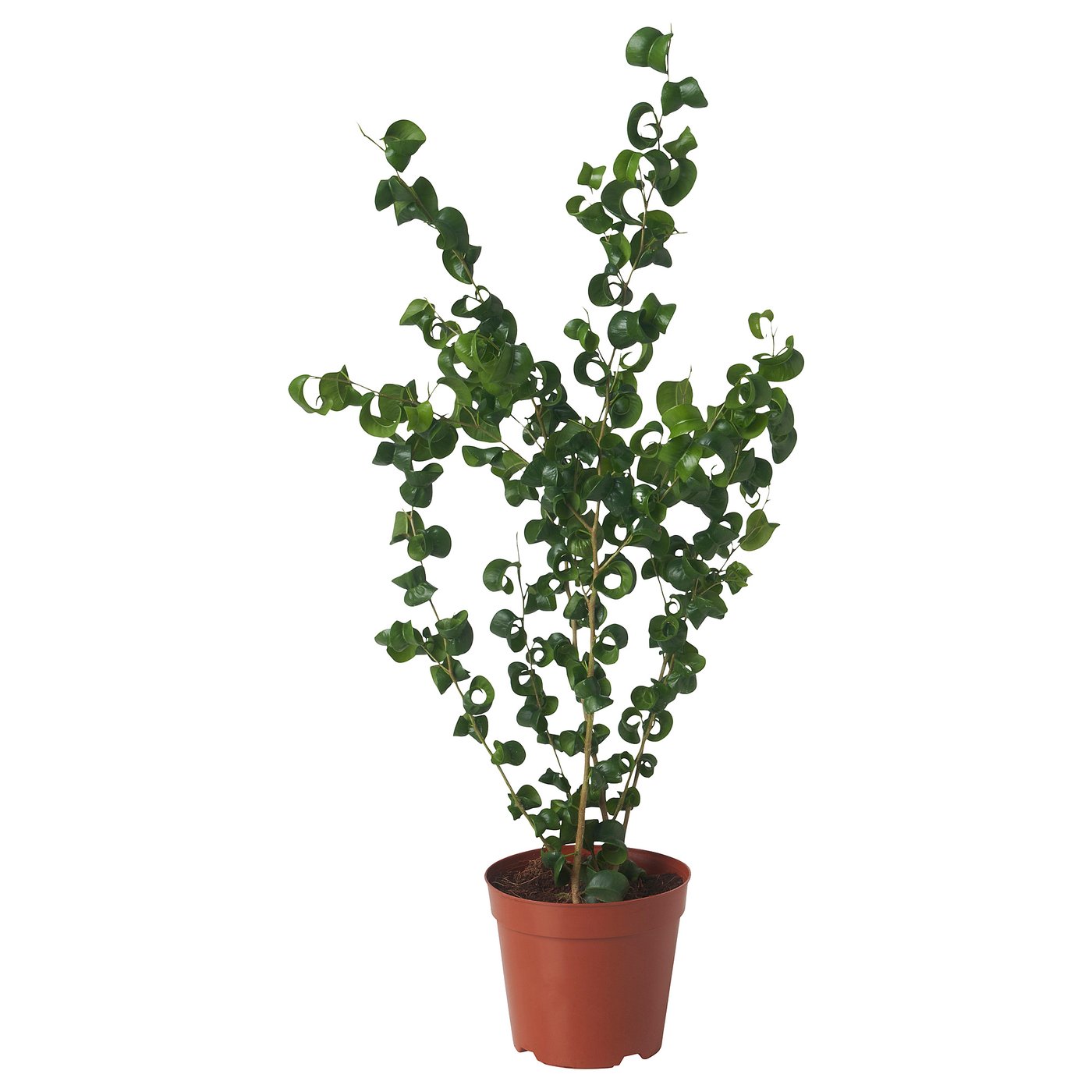 FICUS BENJAMINA potted plant weeping fig IKEA