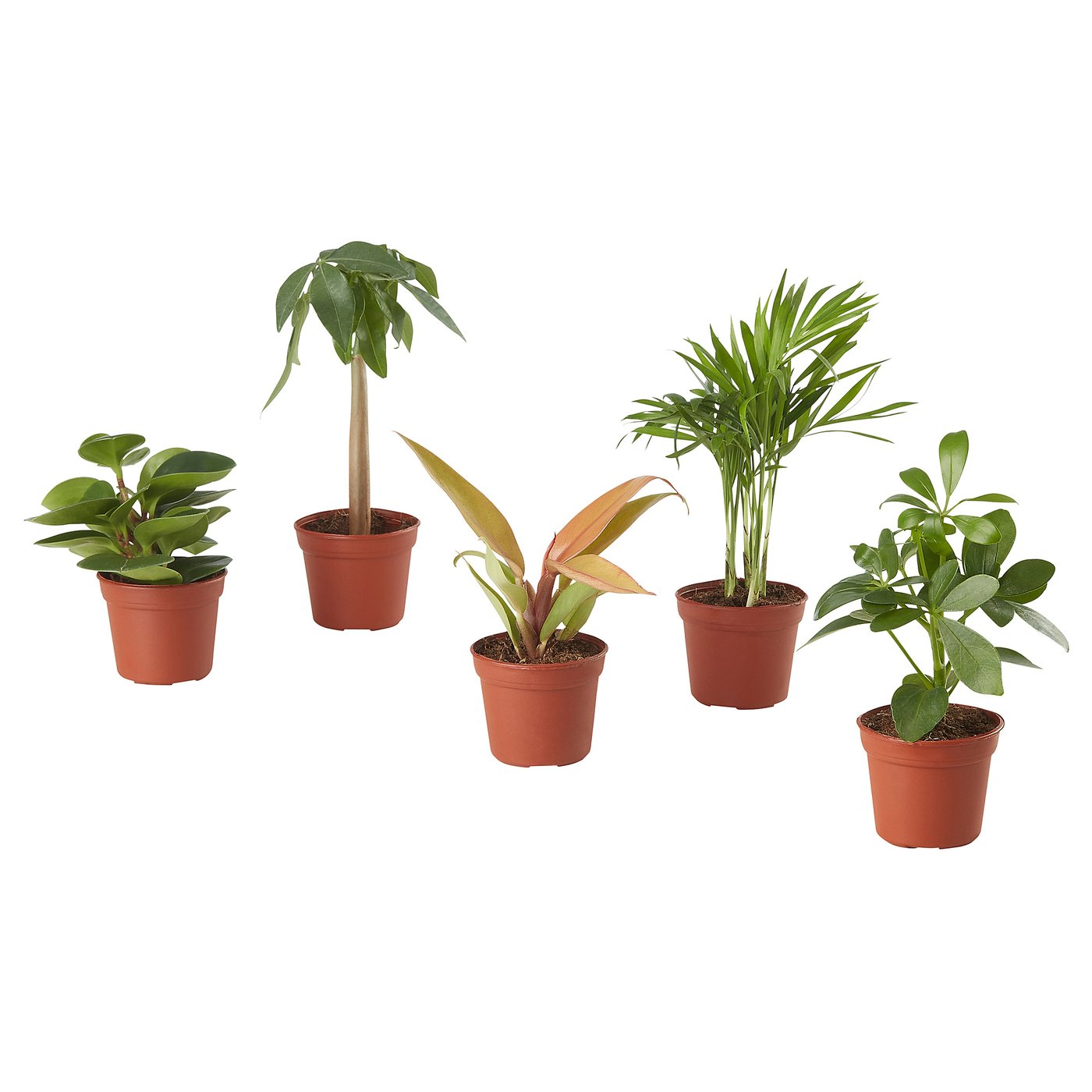 HIMALAYAMIX potted plant assorted plants with foliage IKEA